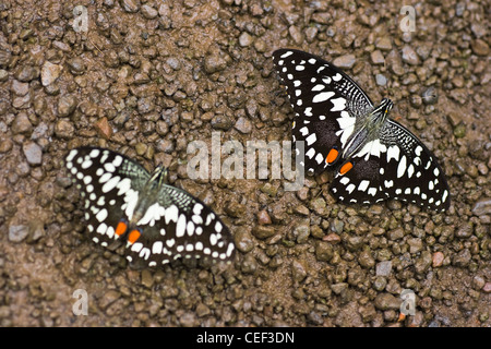 Lime Butterfly oder Papilio Demoleus Trinkwasser auf dem Boden Stockfoto