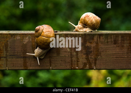 Große Schnecken Schnecken oder Helix Pomatia kriechen auf hölzernen Stab im Regen im Sommer Stockfoto