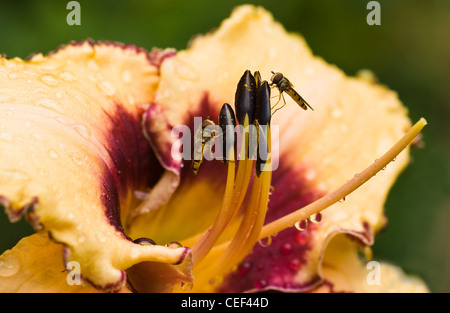 Schwebfliegen immer Blütenstaub von Taglilie Blüte nach Regen im Sommer Stockfoto