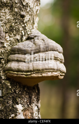 Pilz Zunderschwamm oder Zündstoff Fomentarius auf Birke - in der Vergangenheit für die Herstellung verwendet Feuer Stockfoto