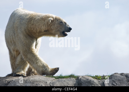 Polar Bear "oder" Ursus Maritimus herumlaufen in der Morgensonne Stockfoto