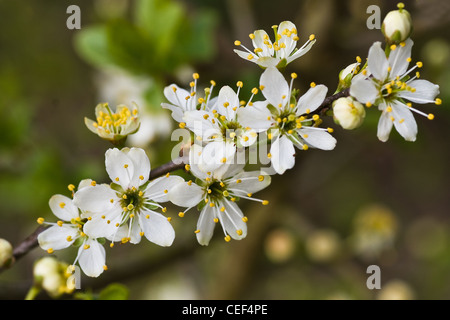 Schlehe, Schlehe oder Prunus Spinosa ist ein kleiner Baum blüht im April mit vielen kleinen weißen Blüten Stockfoto