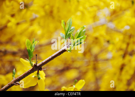 Forsythien, gelb, Blätter, Zweige, Busch, Strauch, Frühling, Knospe Stockfoto