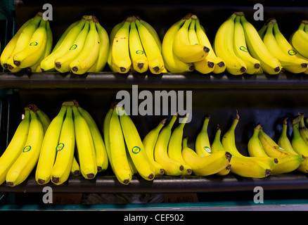 Bananen in eine britische Supermarktkette verkauft Stockfoto
