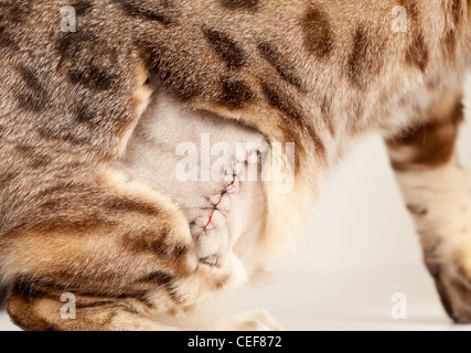 Nahaufnahme der Stiche nach einer Operation auf ein Bengal Kätzchen Stockfoto