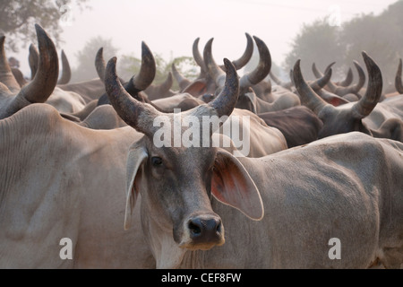 Kühe auf der Straße, Delhi, Indien Stockfoto