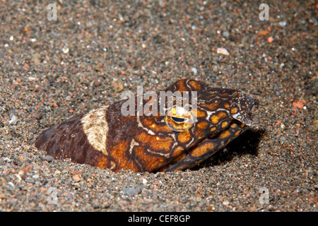 Napoleon Schlange Aal, Ophichthus bonaparti. Diese Aale im Allgemeinen bleiben im Sand vergraben, mit nur den Kopf. Stockfoto