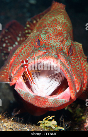 Tomate Kabeljau oder Tomate Grouper, Cephalopholis sonnerati, durch eine sauberere Garnele Lysmata amboinensis gereinigt. Stockfoto