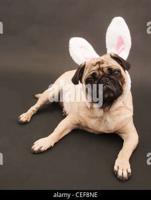 Mops mit Hasenohren Verlegung auf schwarzem Hintergrund. Stockfoto