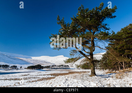 Ein großer grüner blätterte Baum steht auf einem Schnee-See mit Schnee bedeckten Berge fangen die späte Nachmittagssonne im Hintergrund Stockfoto