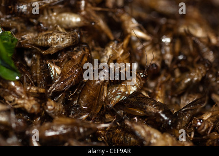 interessante Insekten essen von einem lokalen Markt in Phuket Thailand. Stockfoto