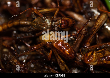 interessante Insekten essen von einem lokalen Markt in Phuket Thailand. Stockfoto