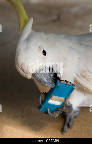 Ein Australien Schwefel Crested Cockatoo Holding und Essen ein Spielzeug blaues Auto Stockfoto