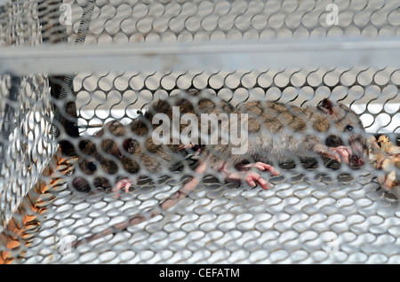 Zwei Ratten in Mausefalle gefangen Stockfoto