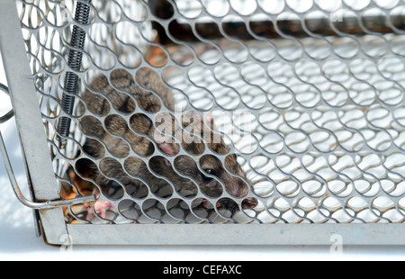 Ratte in Mausefalle gefangen Stockfoto