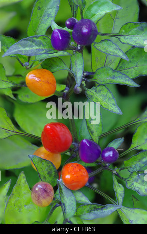 Heiße thai Paprika Pflanze Makroaufnahme Stockfoto