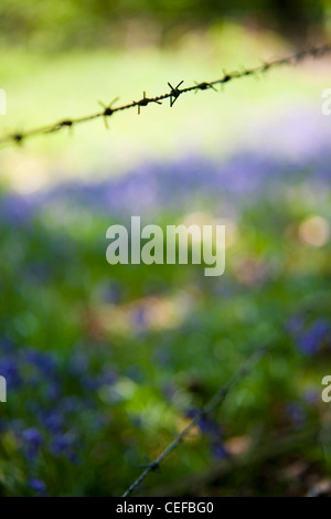 Stacheldraht und Glockenblumen in einer Waldlichtung Surrey Stockfoto