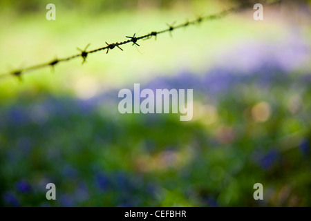 Stacheldraht und Glockenblumen in einer Waldlichtung Surrey Stockfoto