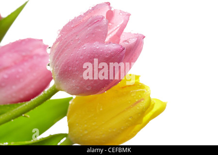 Makroaufnahme von frischen Tulpen mit Wasser Tropfen auf ihre Blütenblätter Stockfoto