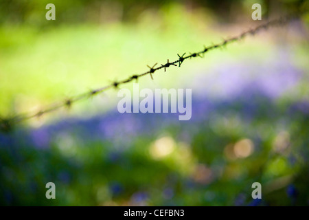 Stacheldraht und Glockenblumen in einer Waldlichtung Surrey Stockfoto