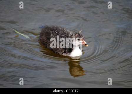 Eine Juvenile Blässhuhn (Fulica Atra) Stockfoto