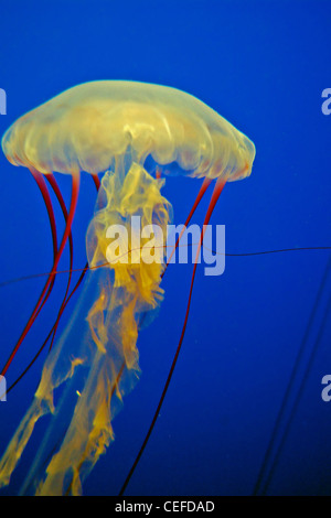 Quallen, Monterey Bay Aquarium, Kalifornien Stockfoto