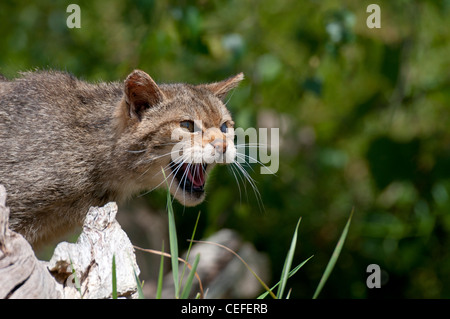 Schottische Wildkatze (Felis Silvestris Grampai) Stockfoto