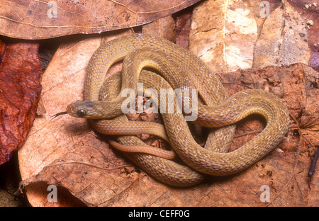 Westafrikanischen Ei Essen Schlange, Dasypeltis fasciata Stockfoto