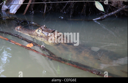 brillentragende Kaiman (Caiman Crocodilus) in den Kanälen im Tortuguero Nationalpark Costa Rica Mittelamerika Stockfoto