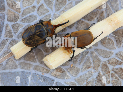 Zwei männliche Elefanten Käfer (Megasoma Elephas) auf ein Stück Zuckerrohr Stockfoto