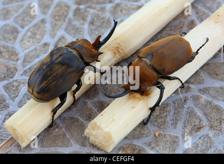 Zwei männliche Elefanten Käfer (Megasoma Elephas) auf ein Stück Zuckerrohr Stockfoto