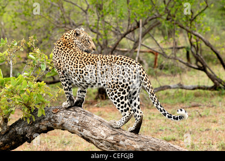 Afrikanischer Leopard Stockfoto