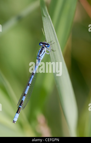 Männliche gemeinsame Blau damselfly (enallagma cyathigerum) Stockfoto