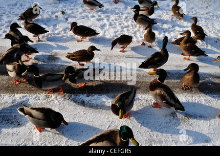 Außergewöhnlich langen, kalten Winter in England 2011-2012 mit West Norfolk Strände und Seen unter Eis und Schnee Stockfoto