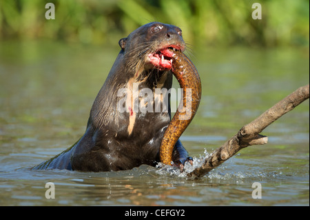 Ein wilder Fluss Riesenotter ernähren sich von Fisch Stockfoto