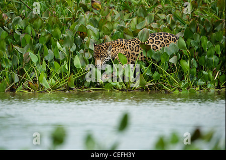 Ein wildes Jaguar waten im seichten Wasser Stockfoto