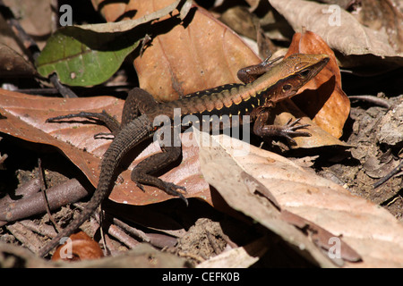 Zentralamerikanischen Whiptailed Skink - Ameiva festiva Stockfoto