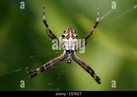 Argiope Spider - Argiope Argentata Silber Stockfoto