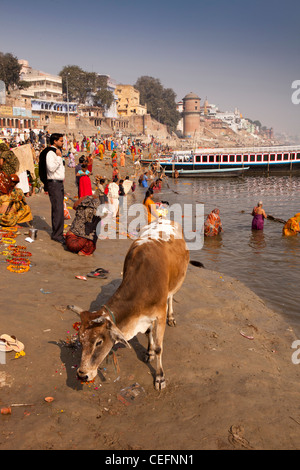 Indien, Varanasi, Uttar Pradesh, Gangamahal; Ghat, Kuh Essen florale Angebote am Ufer des Ganges Stockfoto