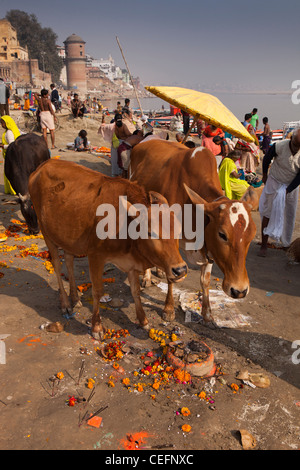 Indien, Uttar Pradesh, Varanasi, Gangamahal Ghat, Kuh Essen florale Angebote am Ufer des Ganges Stockfoto