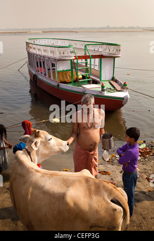 Indien, Uttar Pradesh, Varanasi, Assi Ghat, Brahmin Priester Fütterung Kuh neben Fluss Ganges Stockfoto