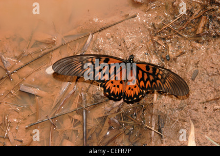 Afrikanischen Riesen Schwalbenschwanz Schmetterling (Papilio Antimachus: Papilionidae) männlich mit Flügeln schlägt und im Regenwald, Ghana puddling. Stockfoto