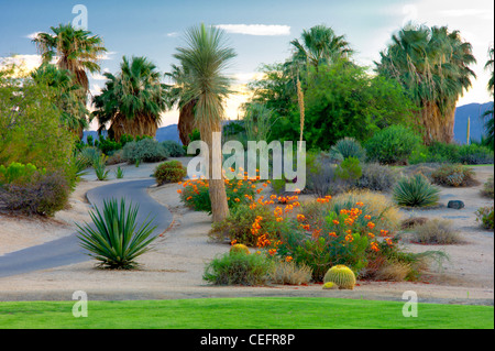 Landschaftsgestaltung rund um Wüste Weide Golfresort. Palm Desert, Kalifornien Stockfoto