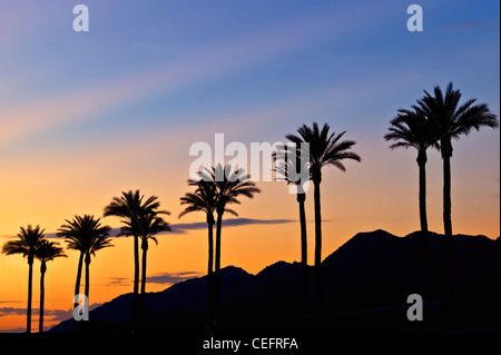 Palmen am Sonnenaufgang. Palm Desert, Kalifornien Stockfoto