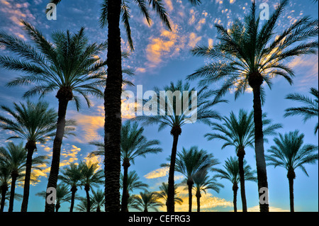 Palmen am Sonnenaufgang. Palm Desert, Kalifornien Stockfoto