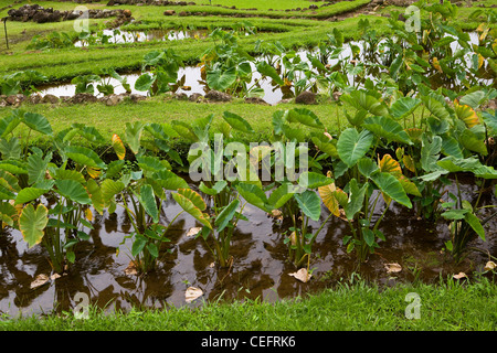 Taro-Felder (Colocasia Esculenta) im Limahuli Garden auf Kauai. Hawaii, USA Stockfoto