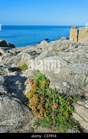 Meerfenchel (Crithmum Maritimum) wächst auf Felsen entlang der Côte Sauvage, Loire-Atlantique, Region Pays-de-la-Loire, Frankreich Stockfoto