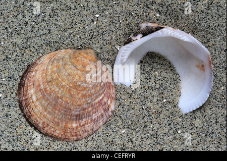 Hund-Herzmuschel / Europäische Bittersweet (Glycymeris Glycymeris) Muscheln am Strand, Bretagne, Frankreich Stockfoto