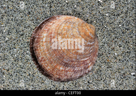 Hund-Herzmuschel / Europäische Bittersweet (Glycymeris Glycymeris) Shell auf Strand, Bretagne, Frankreich Stockfoto