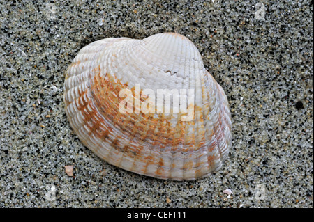 Gemeinsame / essbare Herzmuschel (Cerastoderma Edule / Cardium Edule) Schale am Strand, Belgien Stockfoto